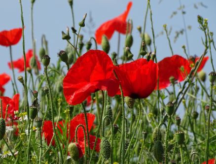Is it illegal to Grow Poppies in North America