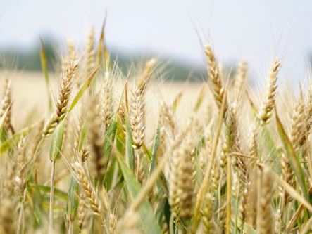 Is it illegal to Grow Wheat at Home in USA