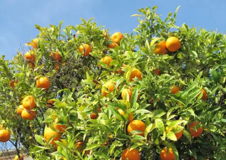 Is it illegal to grow oranges in Florida