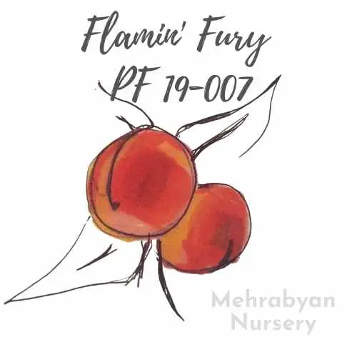 Flamin' Fury® PF 19-007