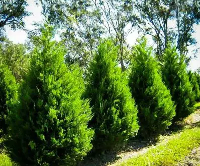 Treatment for Leyland cypress turning brown