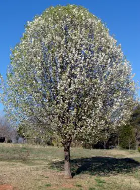 Why Are Pear Trees Banned in Ohio