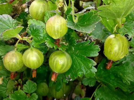 Why Is It Illegal to Grow Gooseberries in Some States
