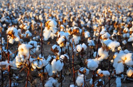 Why is it illegal to grow cotton in Florida