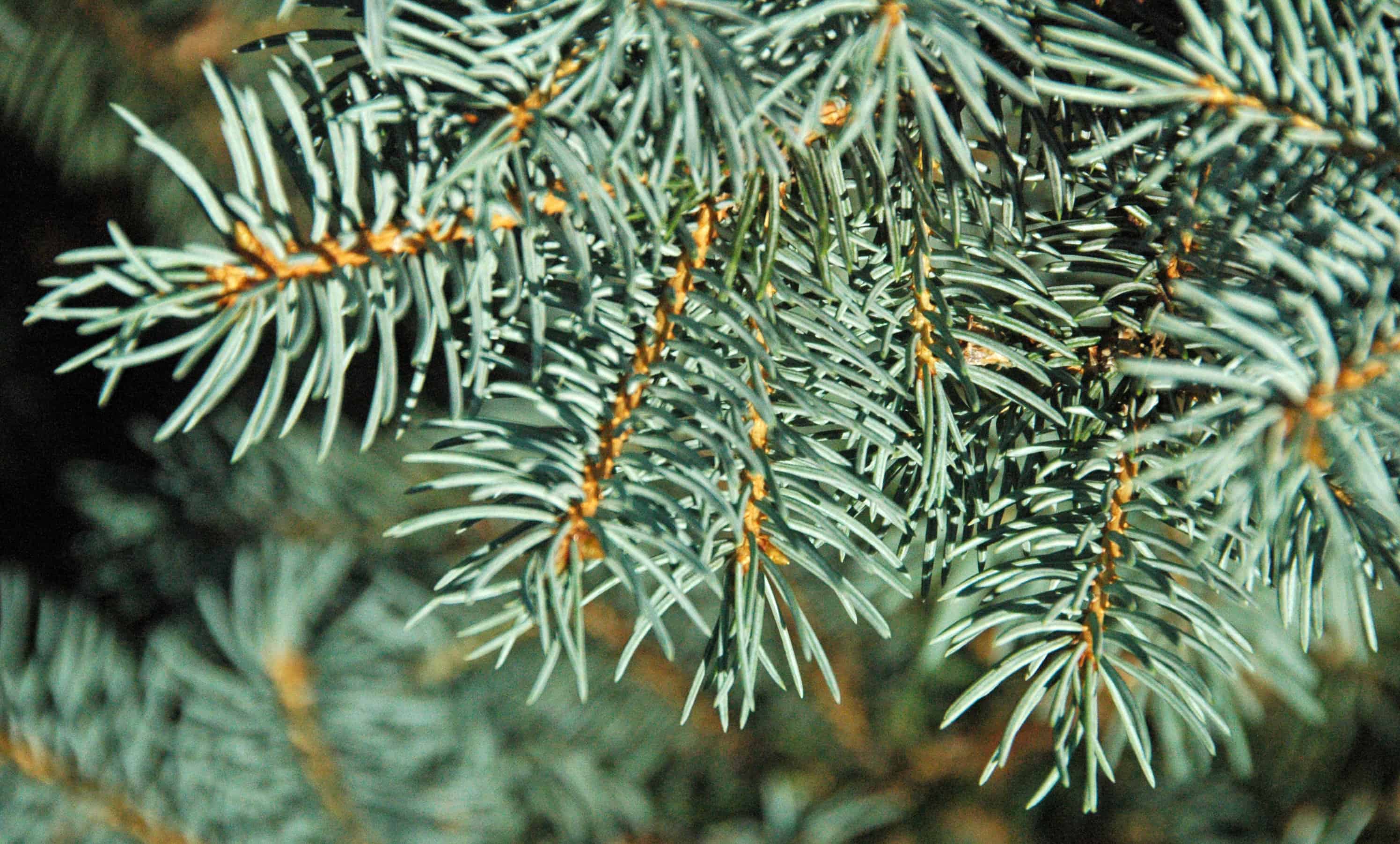 colorado blue spruce