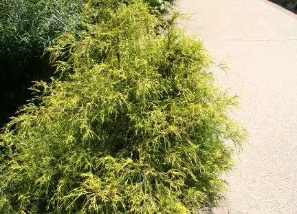 when to plant golden mop cypress