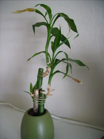 Is Lucky Bamboo Hard to Keep Alive? (Answered)  