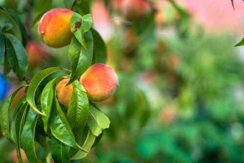 most disease resistant peach trees