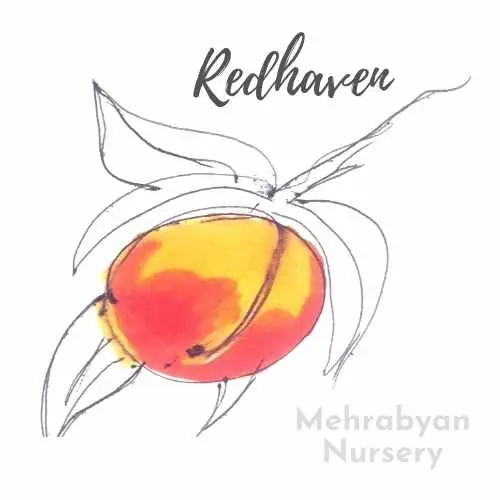 redhaven peach tree