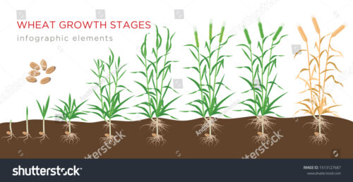 Wheat Growth Stages  