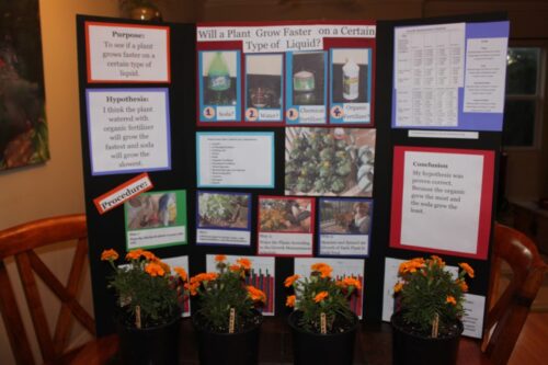 Best Plant to Grow for Science Project?