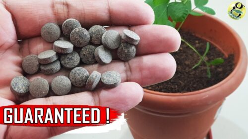 How Can I Increase My Plant Growth Naturally?