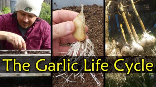 Garlic Growth Stages: How to Grow It Like a Pro  