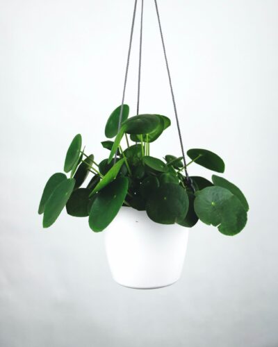 Best Plant to Grow for Money?