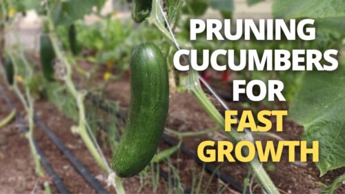 Pruning Cucumbers - Why, How And When to Trim to Get Healthy Vines (Full Guide)  
