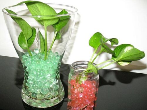 How to Improve Money Plant Growth?