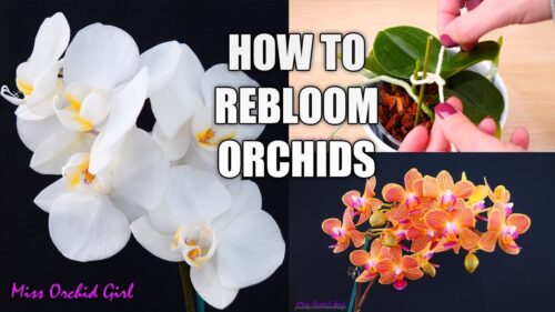 Do Orchids Rebloom - How to Tell If Your Orchid Bloom Again?  
