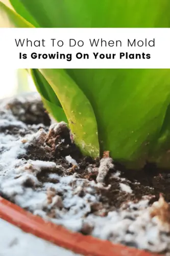 What to Do When Your Plant Grows Mold?