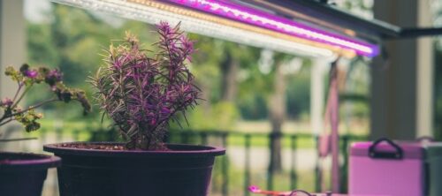 Are Plant Grow Lights Safe for Humans?