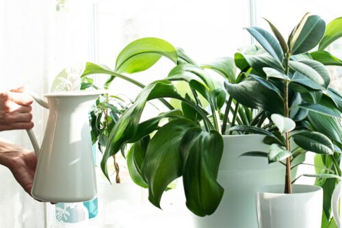 Why Are My Plants Taking So Long to Grow?