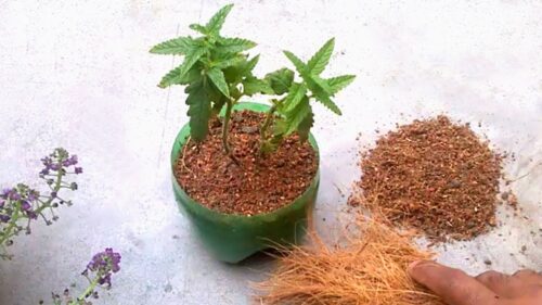 Which Plants Grow in Coco Peat?