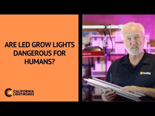 Are Plant Grow Lights Safe for Humans?