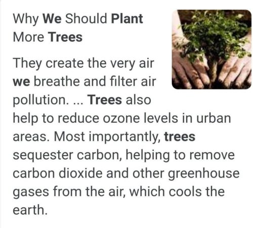 Why Should We Grow More Plants And Trees?
