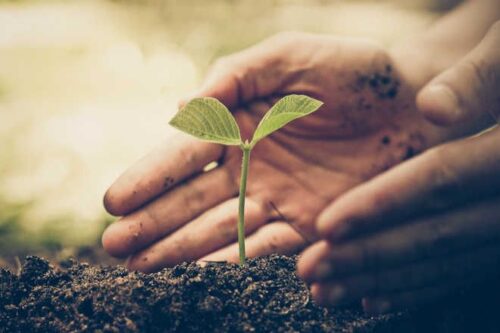 Why Should We Grow More Plants And Trees?