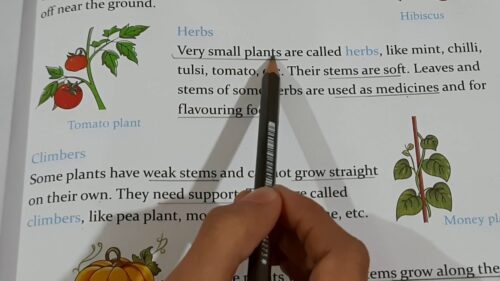 Why Do Some Plants Need Support to Grow?  