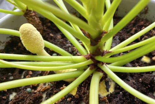 What to Do If Mushrooms Grow in Your Plant?  