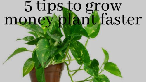 How to Improve Money Plant Growth?