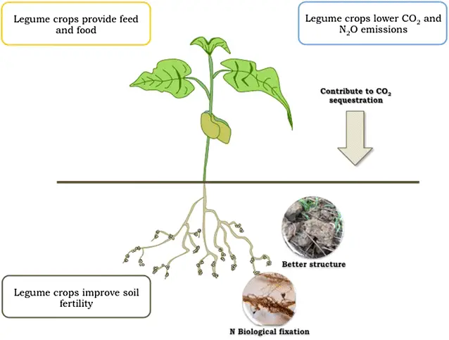 What Is the Significance of Growing Leguminous Plant in Crop Rotation?