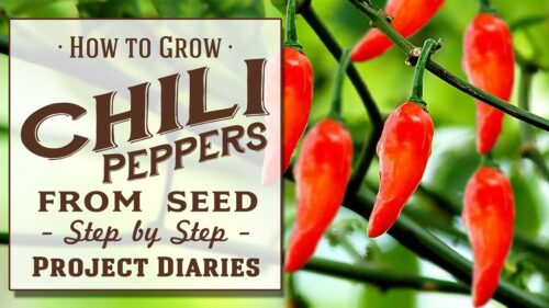 Red Chilli Plant Growing Step by Step