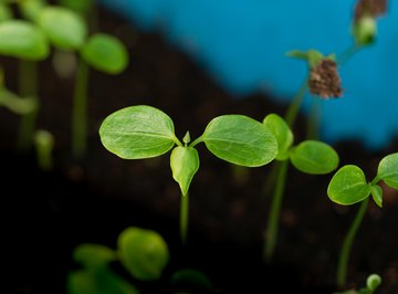 Best Plant to Grow for Science Project?