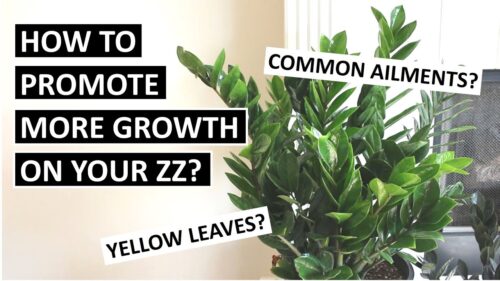 How to Help Zz Plant Grow?  