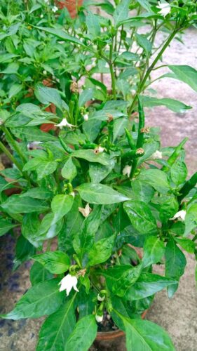 Green Chilli Plant Growing Step by Step
