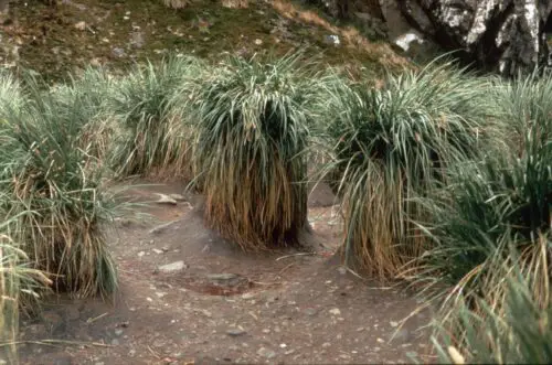 Where Do Plants Grow in Antarctica?