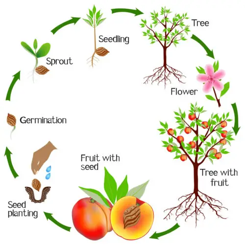 How Does a Plant Grow Step by Step Kindergarten?