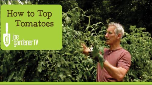 What to Do When Tomato Plants Grow Too Tall?
