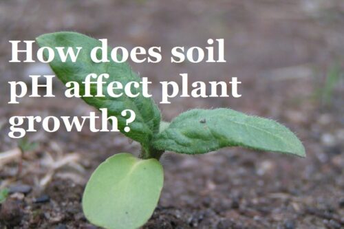 Why Can'T Plants Grow in Acidic Soil?