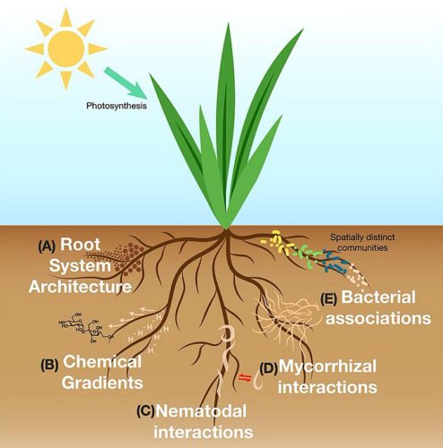 What Is the Meaning of Plant Root Growth?  