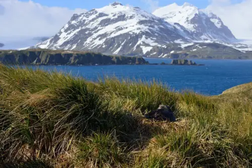 Where Do Plants Grow in Antarctica?