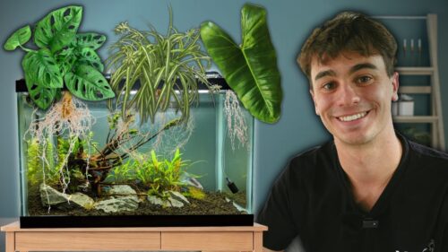 Best Way to Grow Plants in Aquarium?