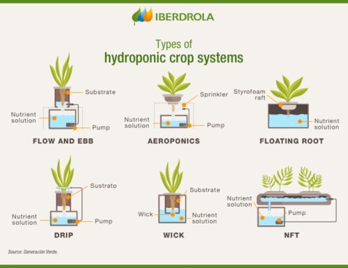 What Are the Advantages of Growing Plants Hydroponically?