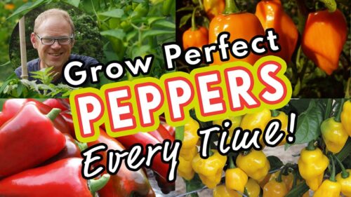 How to Improve Pepper Plant Growth?