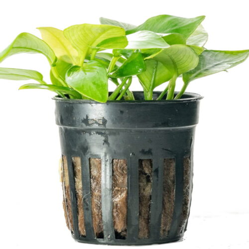 Best Way to Grow Plants in Aquarium?