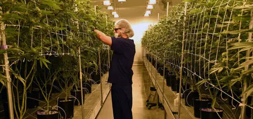 Are Plant Grow Lights Safe for Humans?