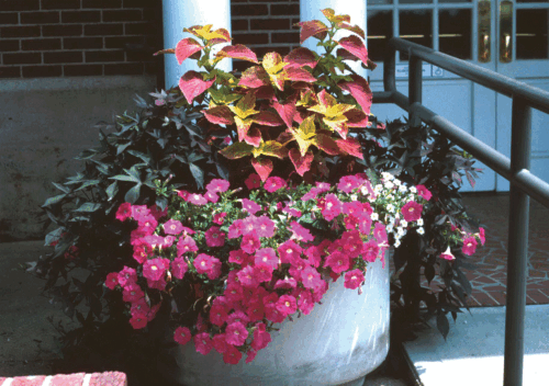 What Are the Benefits of Growing Ornamental Plants?