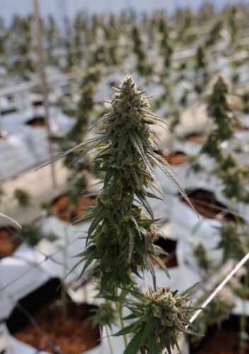 Why Can'T Plants Grow in Cold Weather?