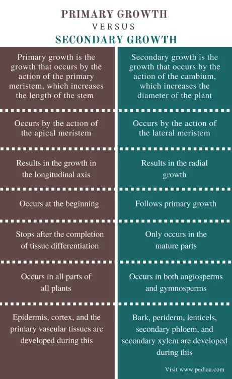 What Is the Difference Between Primary And Secondary Plant Growth?